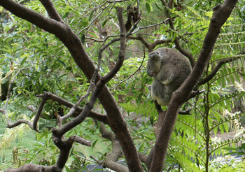 Koala2.JPG